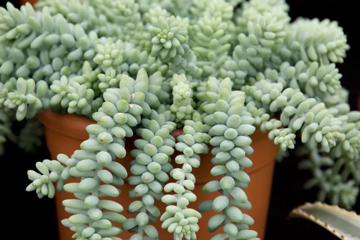 growing sedum morganianum growing sedum morganianum