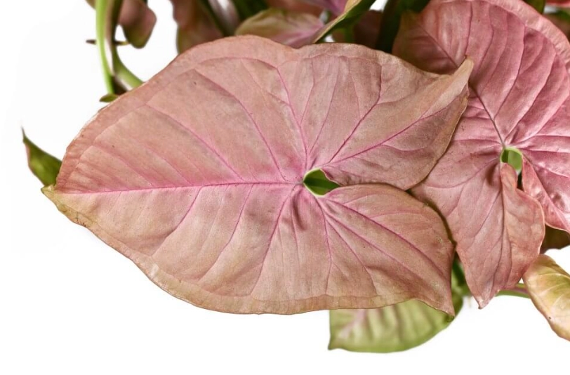 arrowhead plant pink allusion arrowhead plant pink allusion