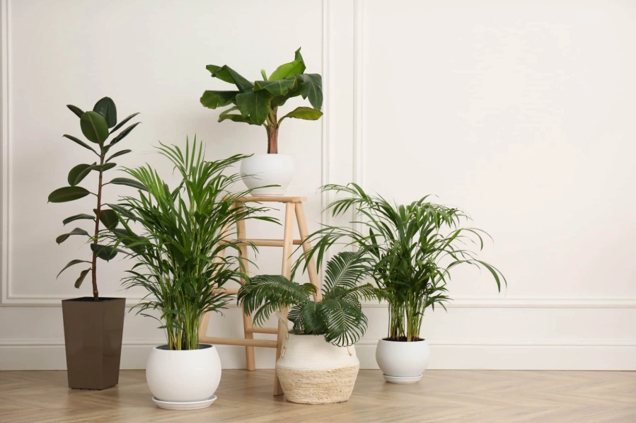 best plants for low light best plants for low light