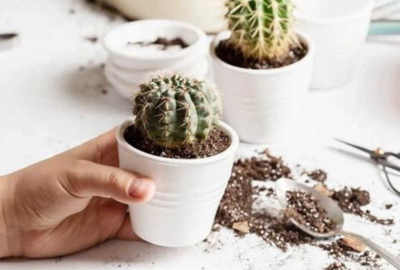 cactus potting mix recipe cactus potting mix recipe