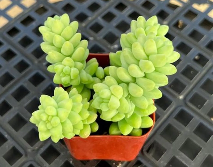 donkey tail succulent donkey tail succulent