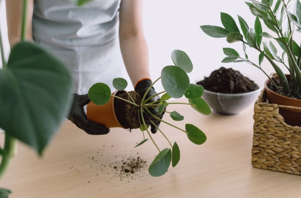 pachira aquatica repotting pachira aquatica repotting