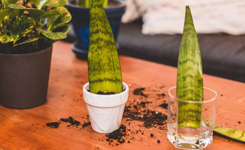 snake plant propagation snake plant propagation