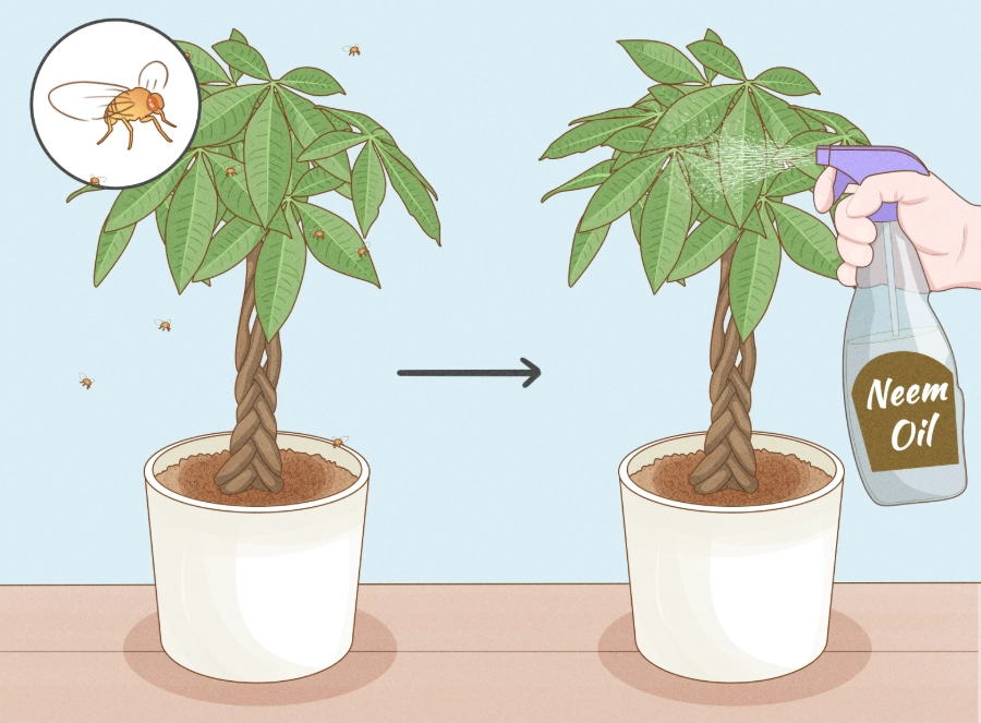 money tree care money tree care