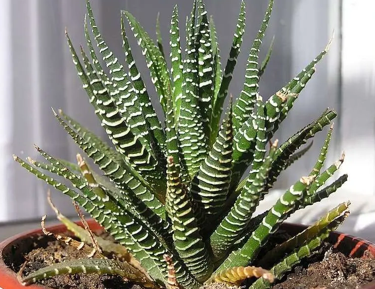 haworthia fasciata