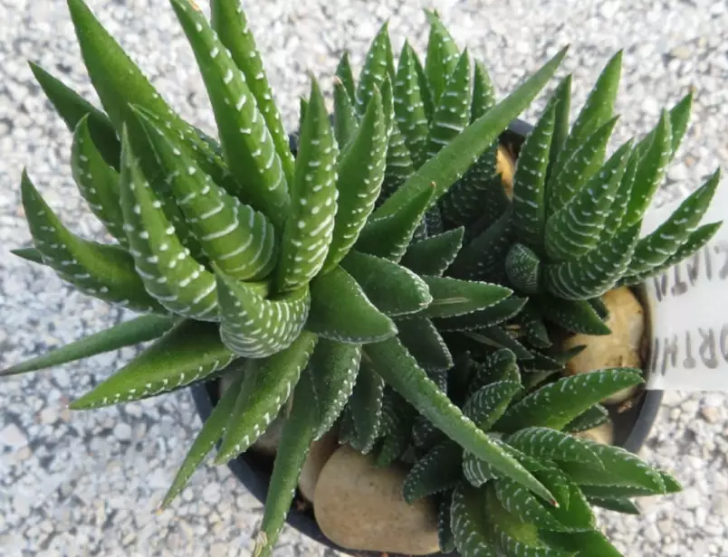 haworthia fasciata