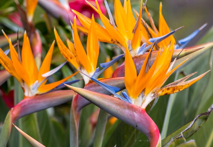 birds of paradise plant care