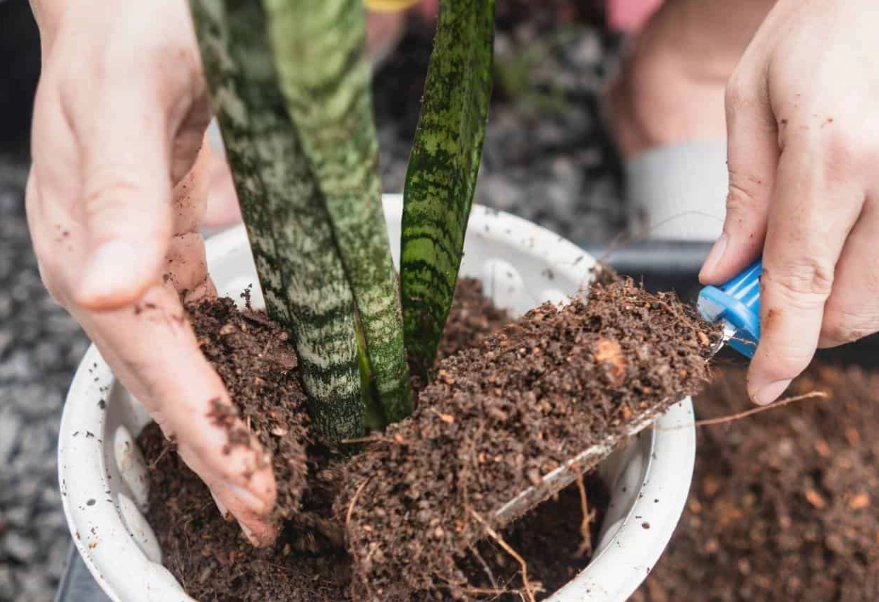 how to make snake plant soil