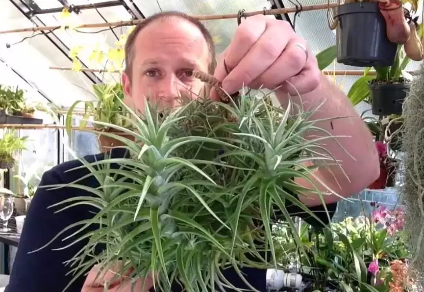 air plant turning brown air plant turning brown