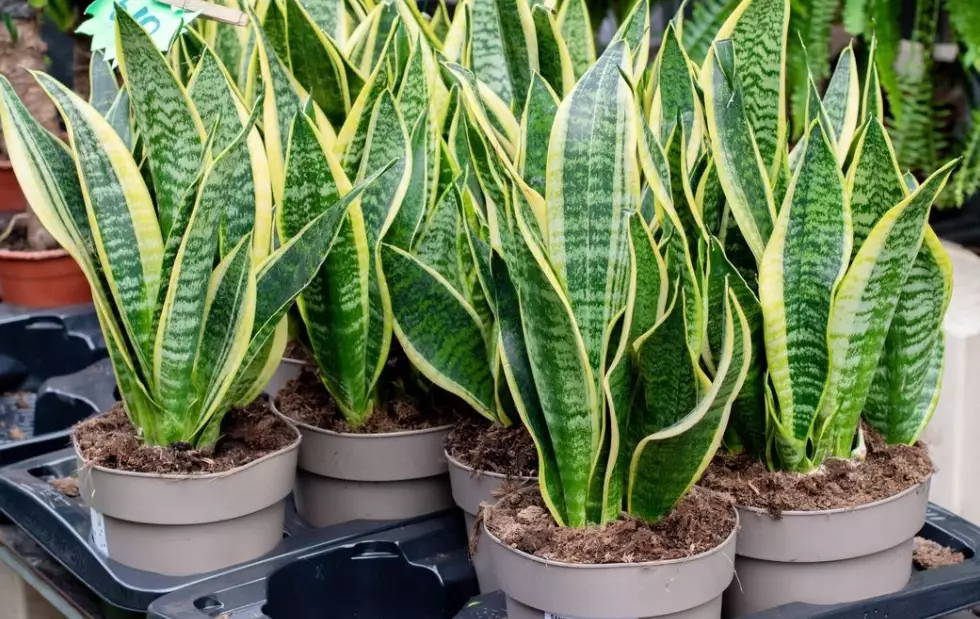 best soil for snake plant