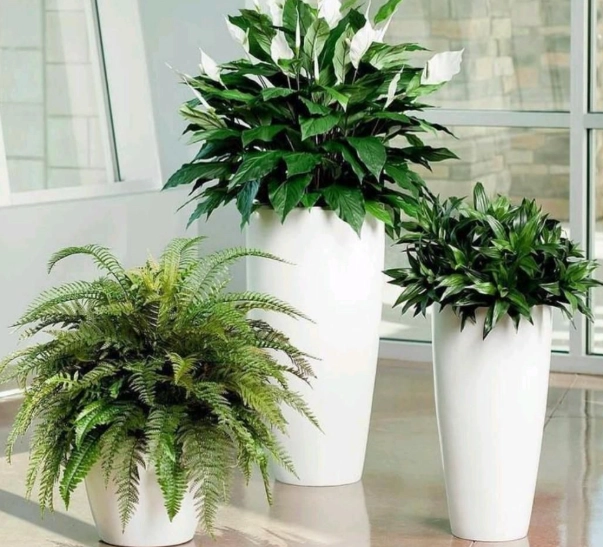 easy care houseplants