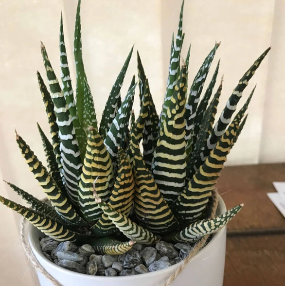 zebra plant care