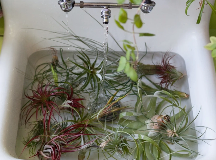 how to water air plants how to water air plants