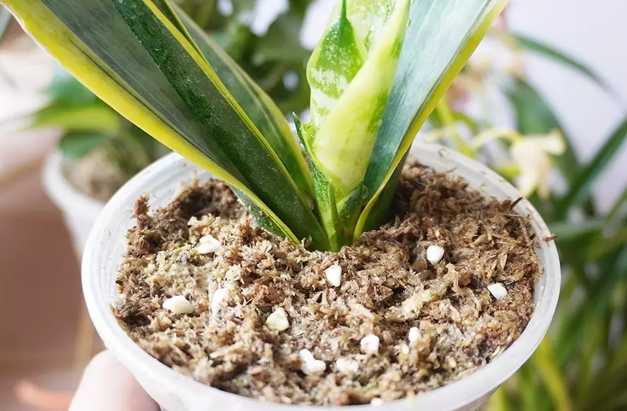 best soil for snake plant