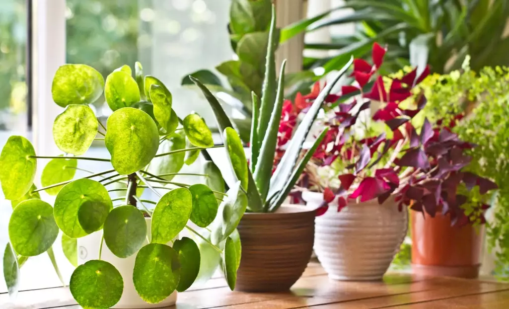 best indoor plants for beginners