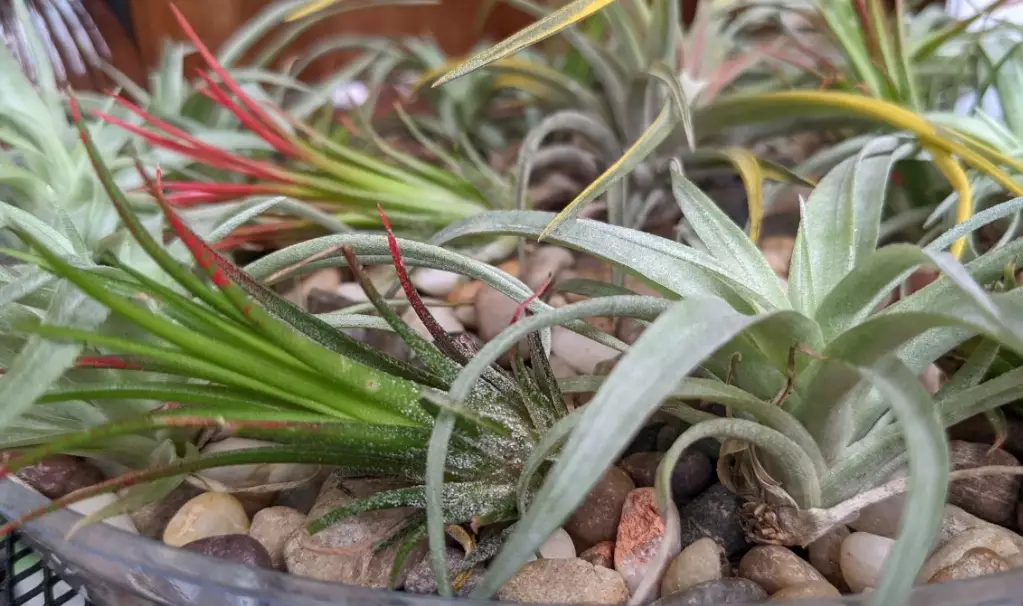 how to water air plants how to water air plants