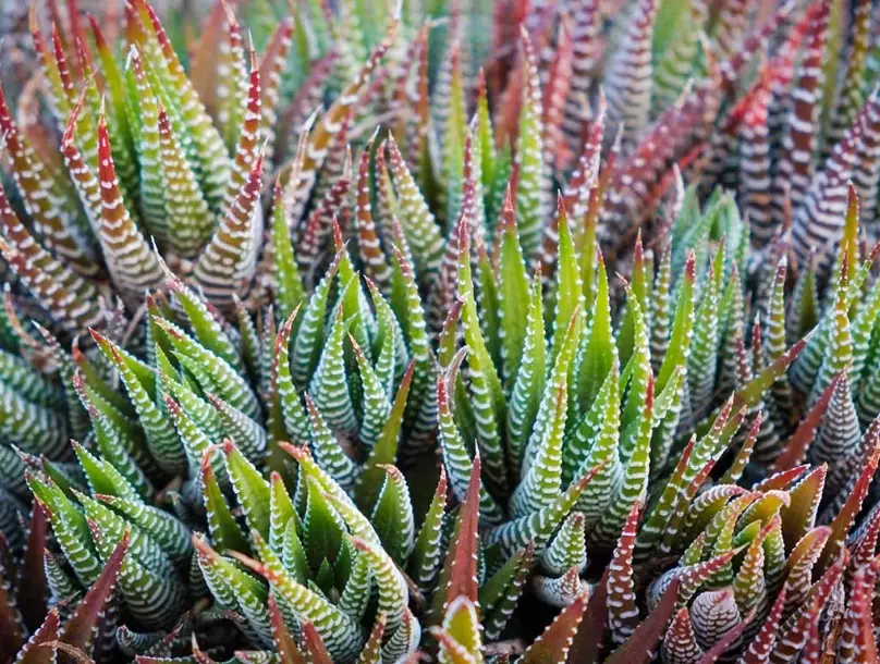haworthia zebra plant