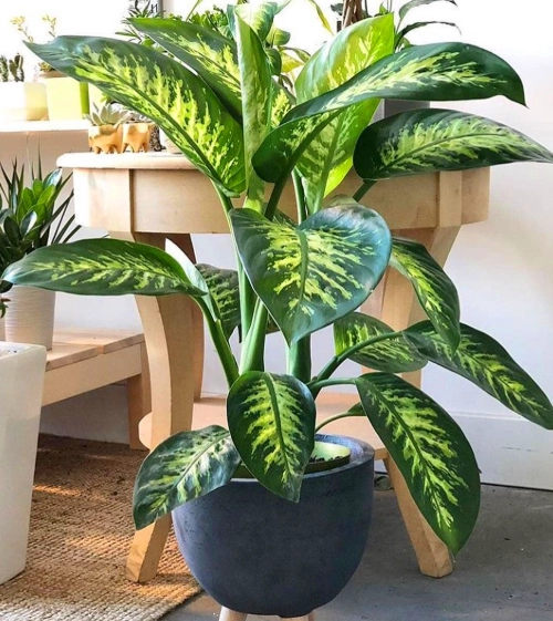best indoor plants for beginners