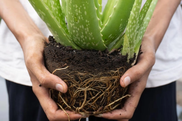 repotting aloe plant