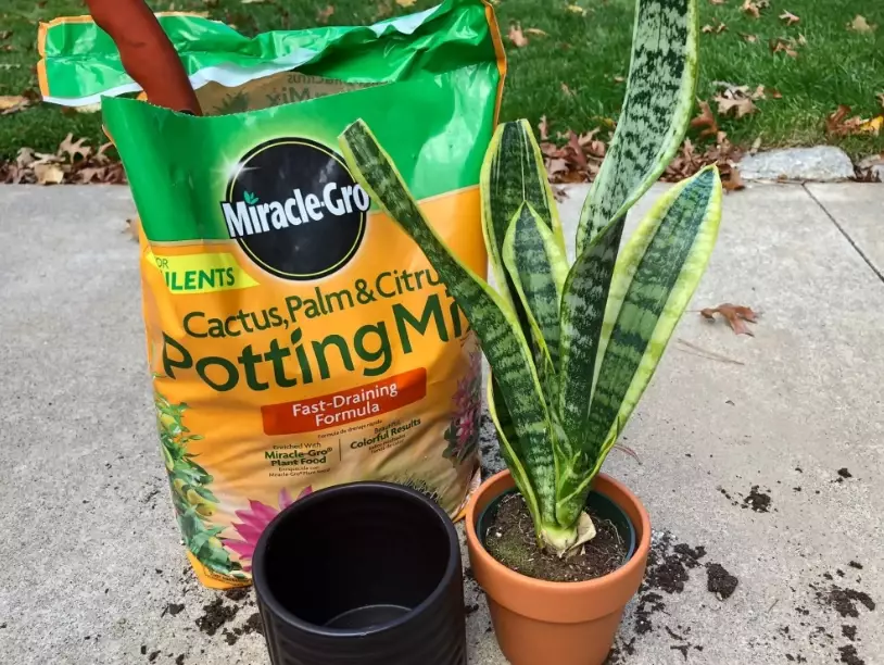 how to make snake plant soil