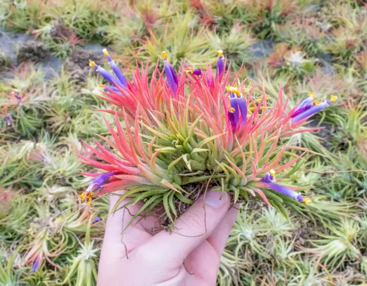 how to water air plants how to water air plants