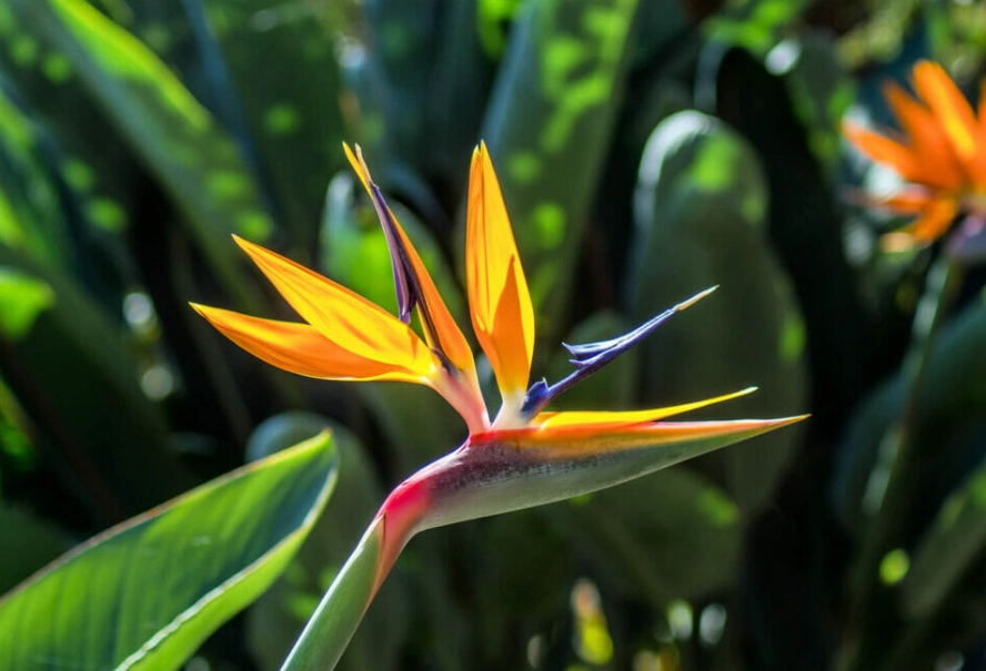strelitzia nicolai care