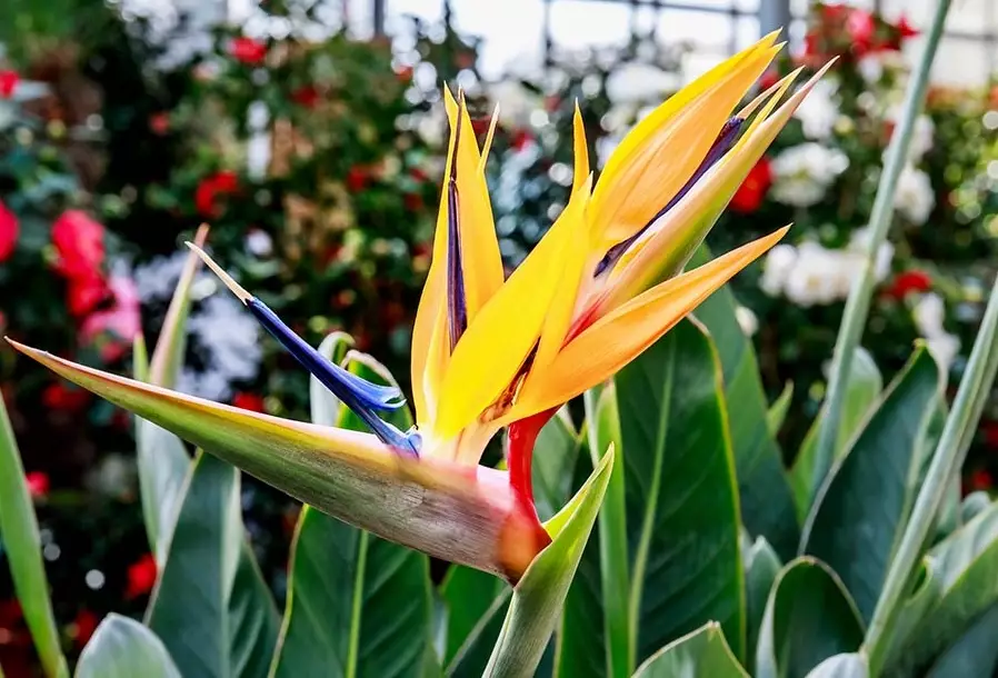 strelitzia nicolai care