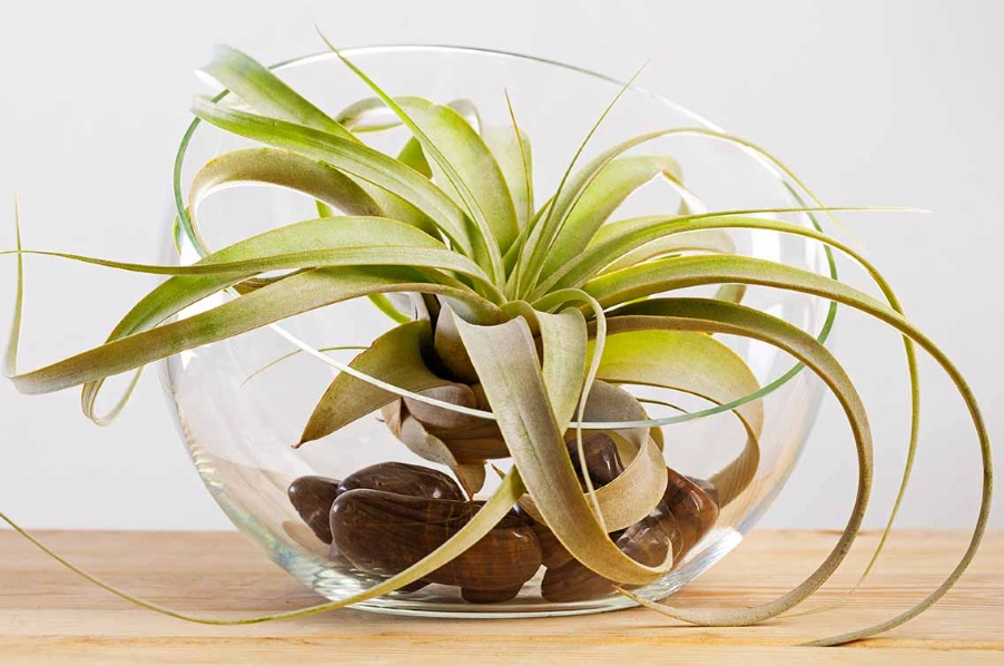 air plant turning brown air plant turning brown