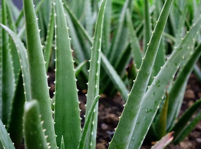 how to grow aloe vera how to grow aloe vera