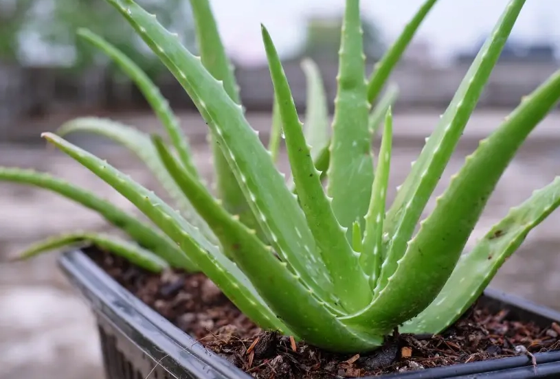 aloe vera plant care aloe vera plant care