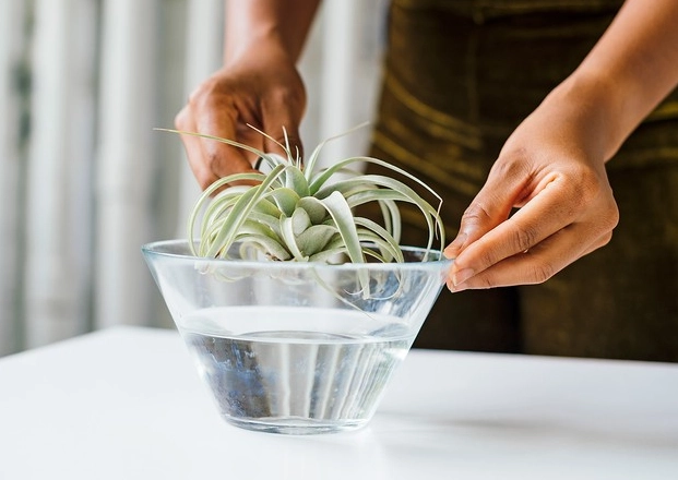 how to water air plants how to water air plants