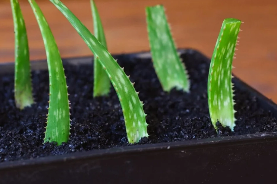 aloe vera repotting