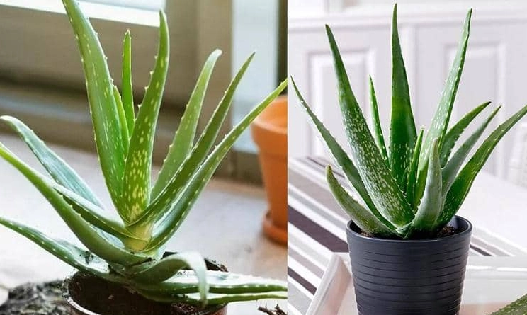 how to grow aloe vera how to grow aloe vera