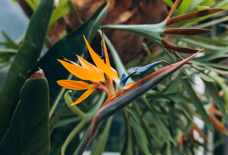 how to care for birds of paradise