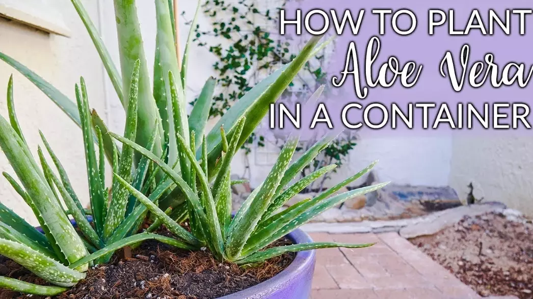 aloe vera benefits aloe vera benefits