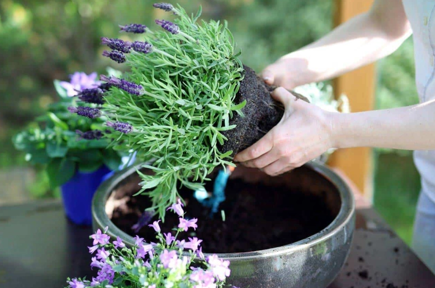 best lavender for containers best lavender for containers