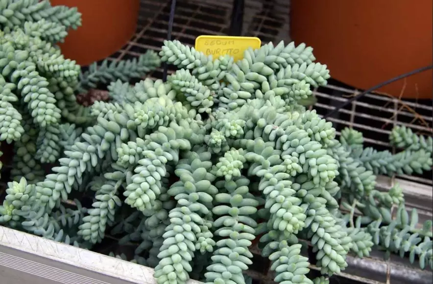 donkey's tail donkey's tail