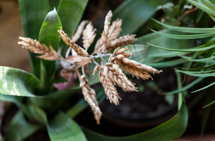bromeliad care