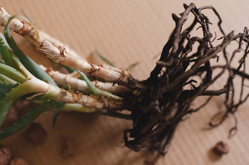 aloe vera root rot aloe vera root rot