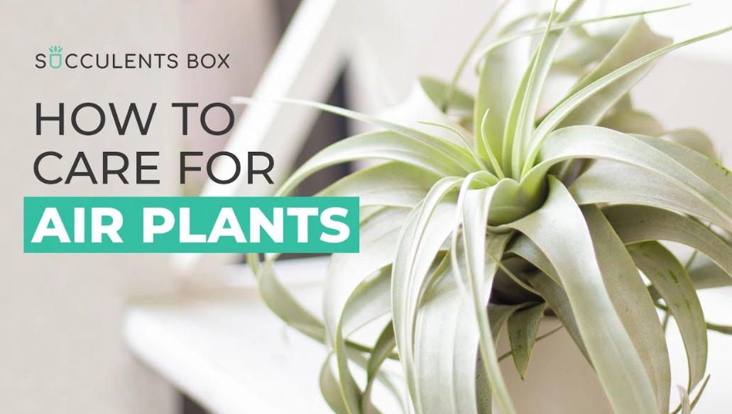 how to water air plants how to water air plants