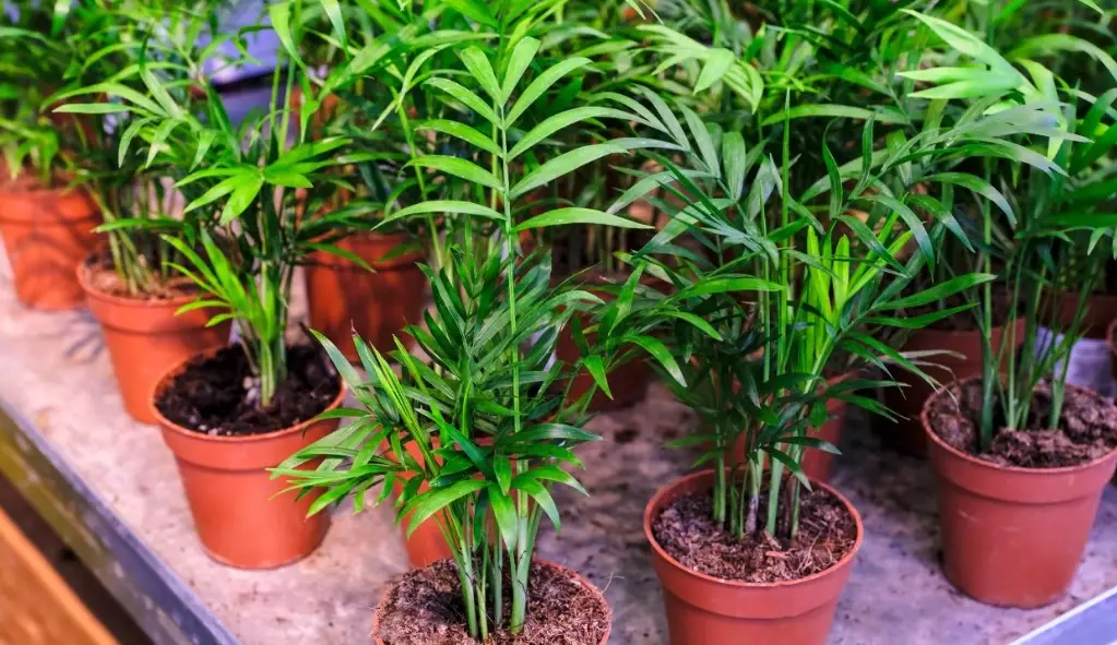 how to care for neanthe bella how to care for neanthe bella