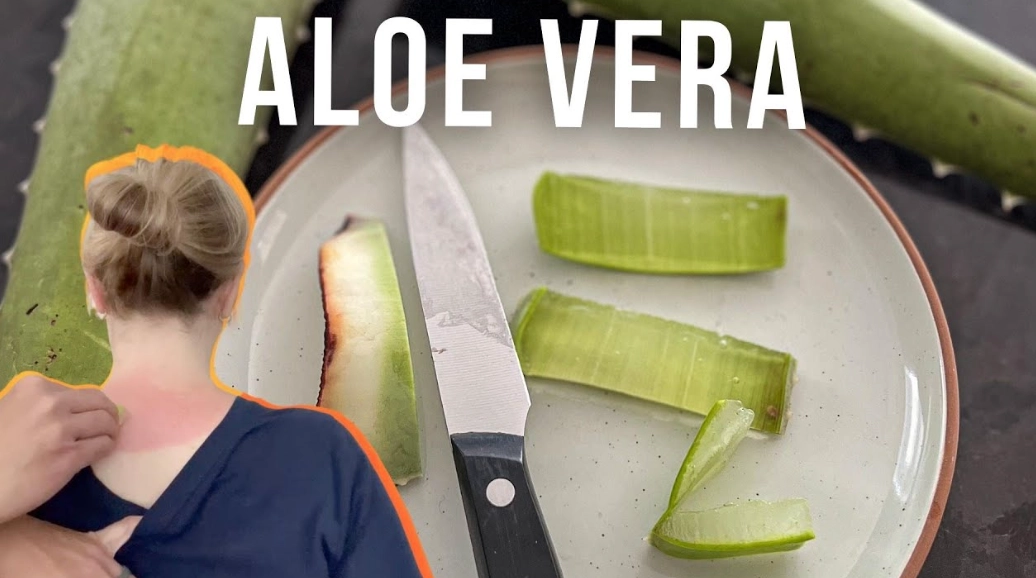 aloe vera benefits aloe vera benefits