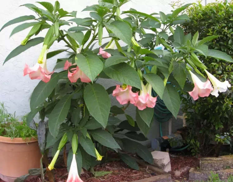 brugmansia tree care brugmansia tree care