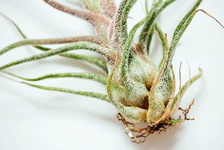 how to water air plants how to water air plants
