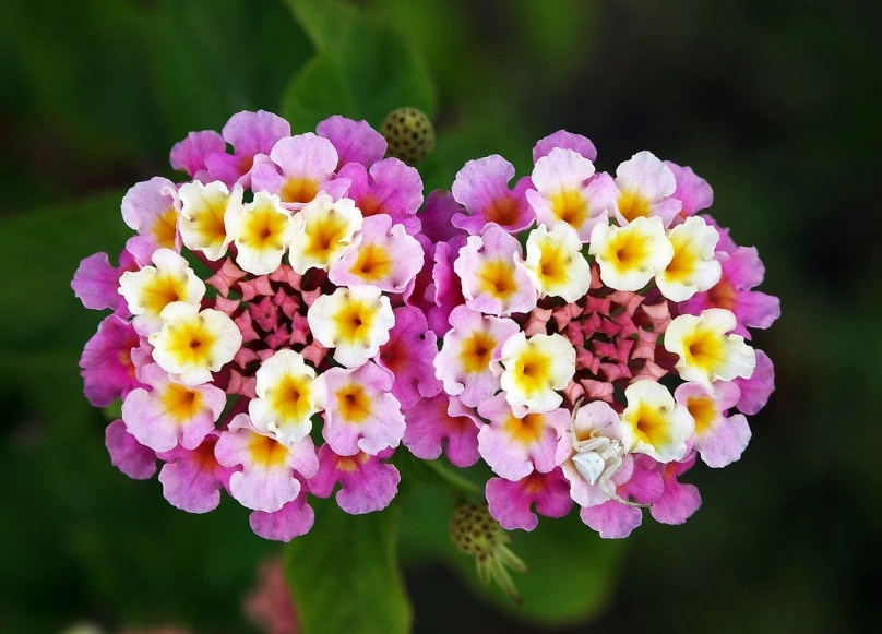 how to prune lantana