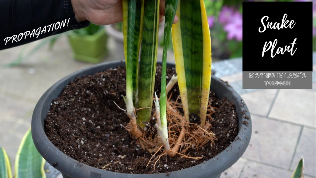 snake plant propagation