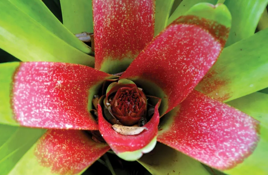 neoregelia plant neoregelia plant