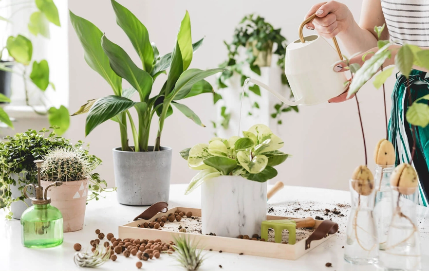 low maintenance houseplants