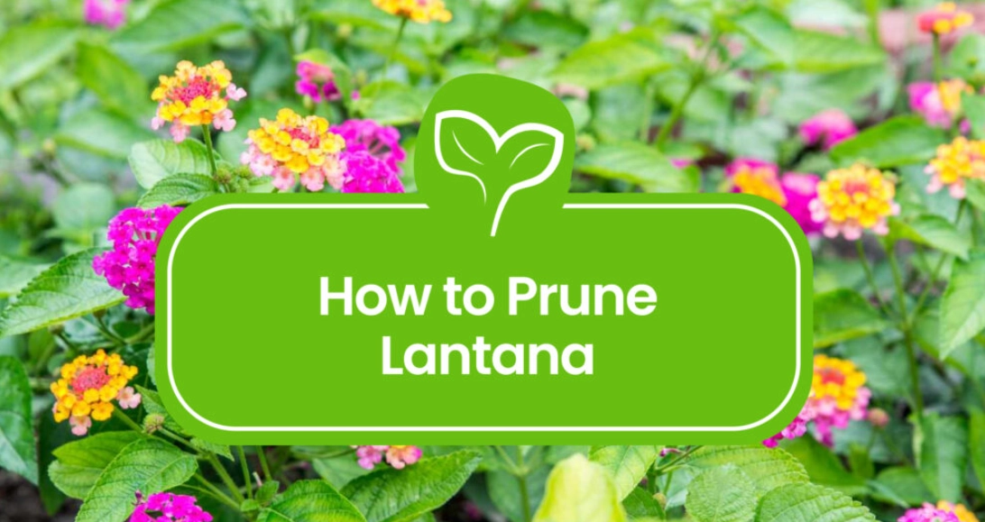 when to prune lantana