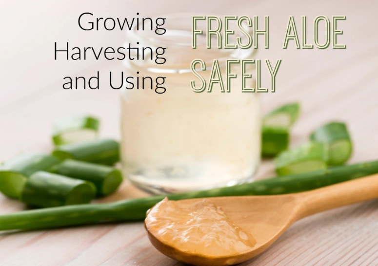 aloe vera uses aloe vera uses